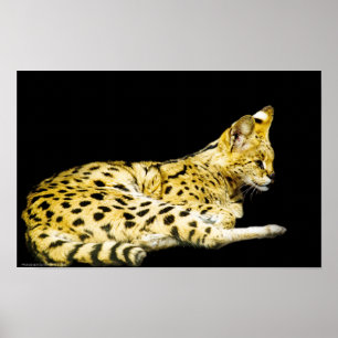 Poster Serval Print