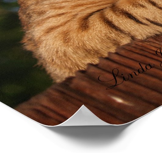 Poster Serval Savannah Kitten USA Canvas Imprimer (Coin)