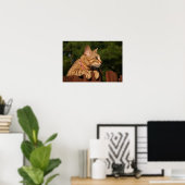 Poster Serval Savannah Kitten USA Canvas Imprimer (Bureau à domicile)