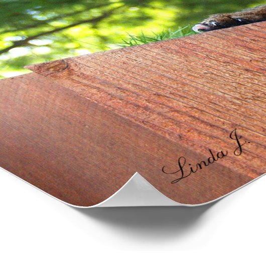 Poster Serval Savannah Kitten USA Canvas Imprimer (Coin)