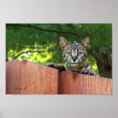 Poster Serval Savannah Kitten USA Canvas Imprimer (Devant)