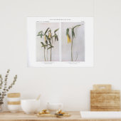 Poster Sessile Leaved Bellwort - Uvularia sessilifolia (Cuisine)