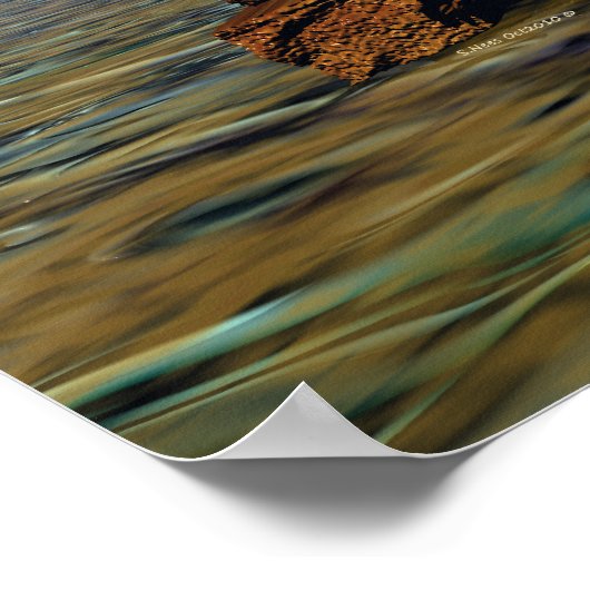 Poster Set in Stone (Coin)