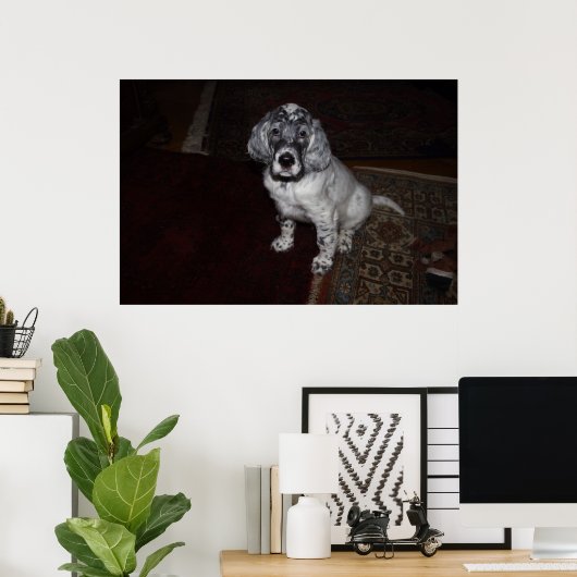 Poster Setter anglais (Bureau à domicile)