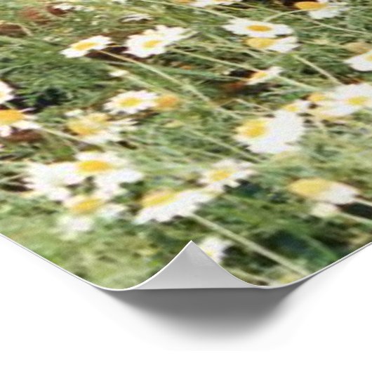 Poster Setter irlandais (Coin)