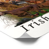 Poster Setter irlandais (Coin)