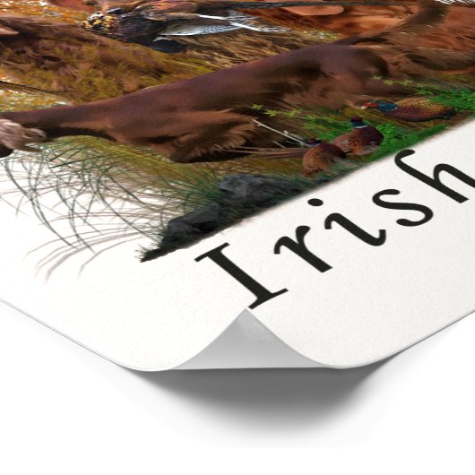Poster Setter irlandais (Coin)