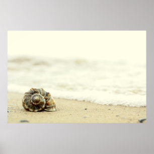 Poster Seul coquillage sur la plage