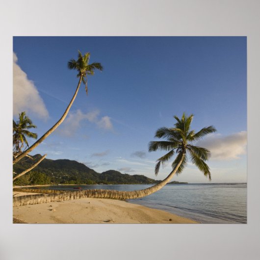 Poster Seychelles, île de Mahe, palmier horizontal, (Devant)
