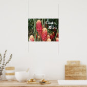 Poster Shampooing Ginger, Costa Rica (Cuisine)