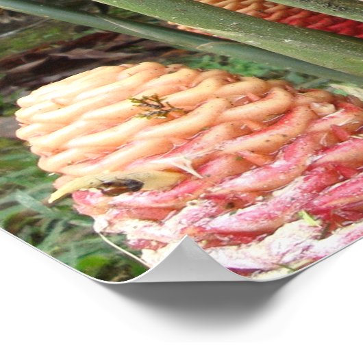 Poster Shampooing Ginger, Costa Rica (Coin)