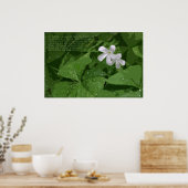 Poster shamrock avec texte -36x24 -ou plus petit (Cuisine)