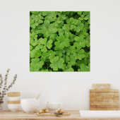 Poster Shamrock vert frais, veine de St. Patricks (Cuisine)