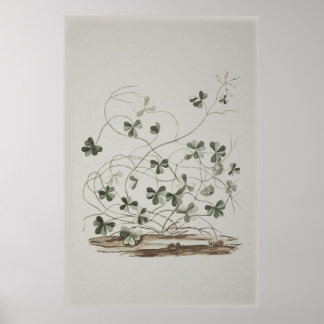 Poster Shamrock vintage