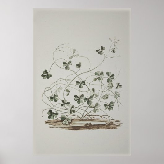 Poster Shamrock vintage (Devant)