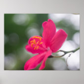 Poster Shanghai Beauty (Devant)