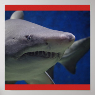 Poster Shark Fish Swim Guy Gal Personnaliser Destiny'S