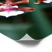 Poster Sharry Baby Oncidium (Coin)