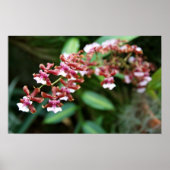 Poster Sharry Baby Oncidium (Devant)
