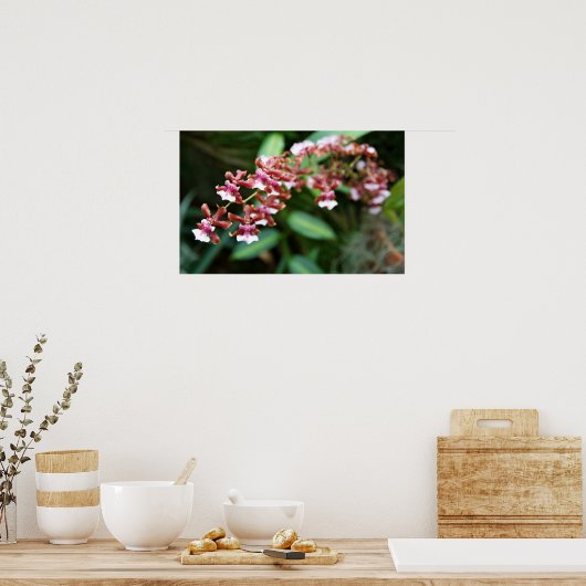 Poster Sharry Baby Oncidium (Cuisine)