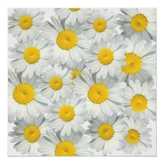 Poster Shasta Daisies (Devant)