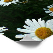 Poster Shasta Daisies (Coin)