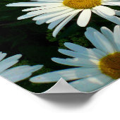 Poster Shasta Daisies II (Coin)
