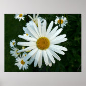 Poster Shasta Daisy (Devant)