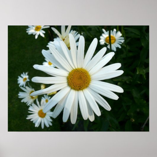 Poster Shasta Daisy (Devant)