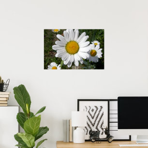 Poster Shasta Daisy (Chrysanthemum maximum)