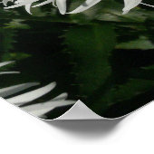 Poster Shasta Daisy Est Devenue Folle. (Coin)