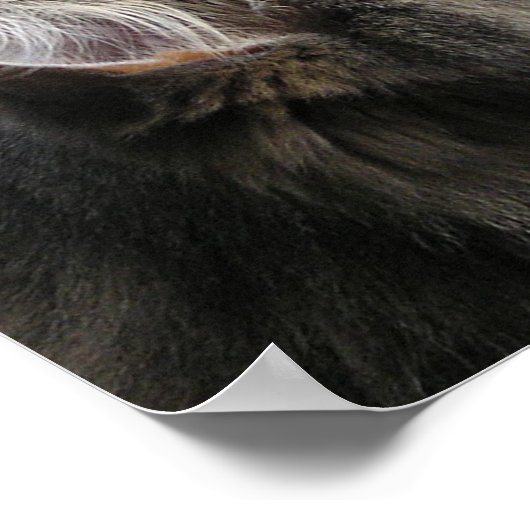 Poster Shasta - Dans la pensée (Coin)