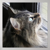 Poster Shasta - Dans la pensée (Devant)