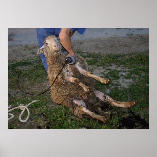 Poster Shearer à mouton occupé (Devant)