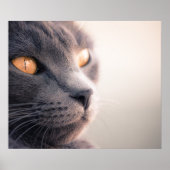 Poster Sheba Cat (Devant)