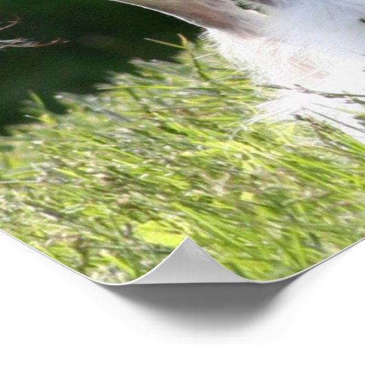 Poster Sheeba - Crestie Showoff (Coin)