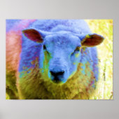 POSTER SHEEP (Devant)