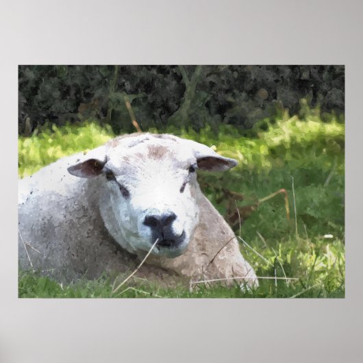 POSTER SHEEP (Devant)