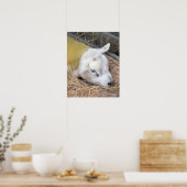 POSTER SHEEP (Cuisine)