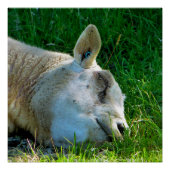 POSTER SHEEP (Devant)