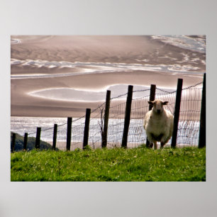 POSTER SHEEP