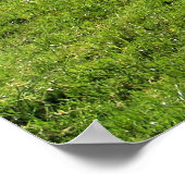 POSTER SHEEP DE MONTAGNE (Coin)