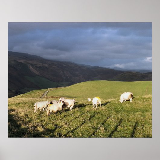 POSTER SHEEP DE MONTAGNE (Devant)