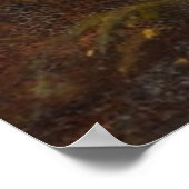 Poster Sheep écossais des Highlands (Coin)