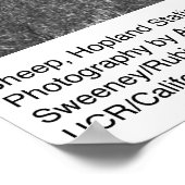 Poster Sheep, Hopland Station, par Ansel Adams (Coin)