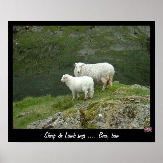 Poster Sheep & Lamb dit Baa, Baa (Poster) (Devant)