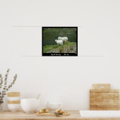 Poster Sheep & Lamb dit Baa, Baa (Poster) (Cuisine)