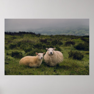 POSTER SHEEP SUR MOEL FAMAU, MOLD, CLWYDIAN RANGE, RU
