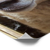 Poster Sheep The Good Shepherd Christian Art photo (Coin)