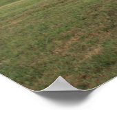 Poster Shelby (Coin)